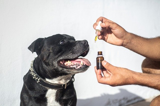 Can You Put Hemp Oil on Dogs Skin